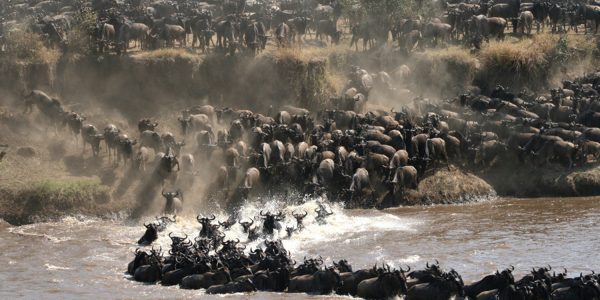 migration